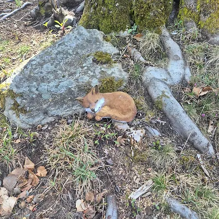 بيت للعطل Casa Nel Bosco *